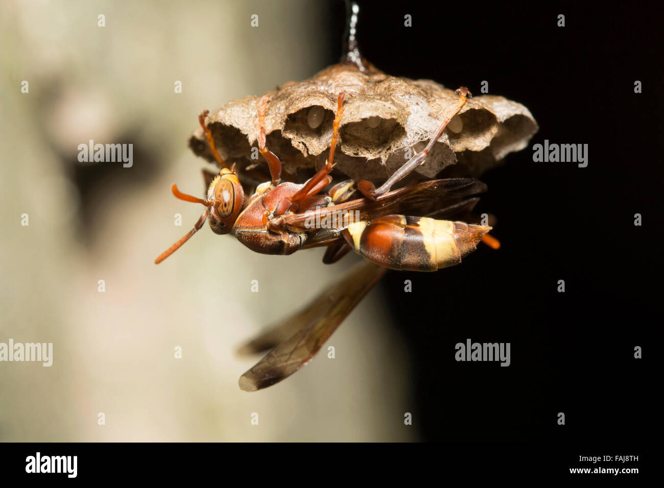 La famille des Vespidés et wasp, papier, Aarey Milk Colony, Inde Banque D'Images