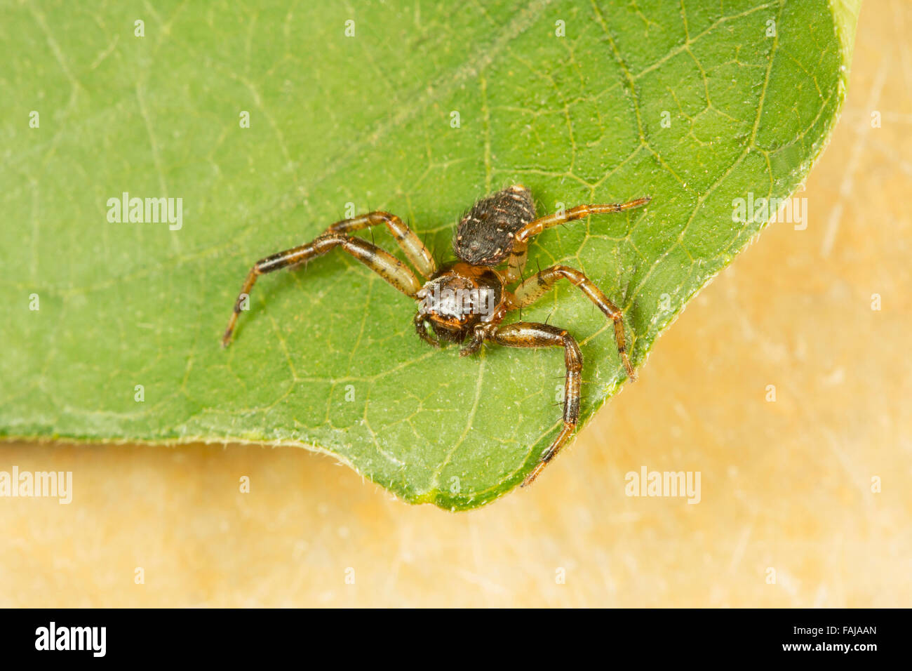 Araignée crabe brun, Xysticus sp, Aarey Milk Colony, Inde Banque D'Images