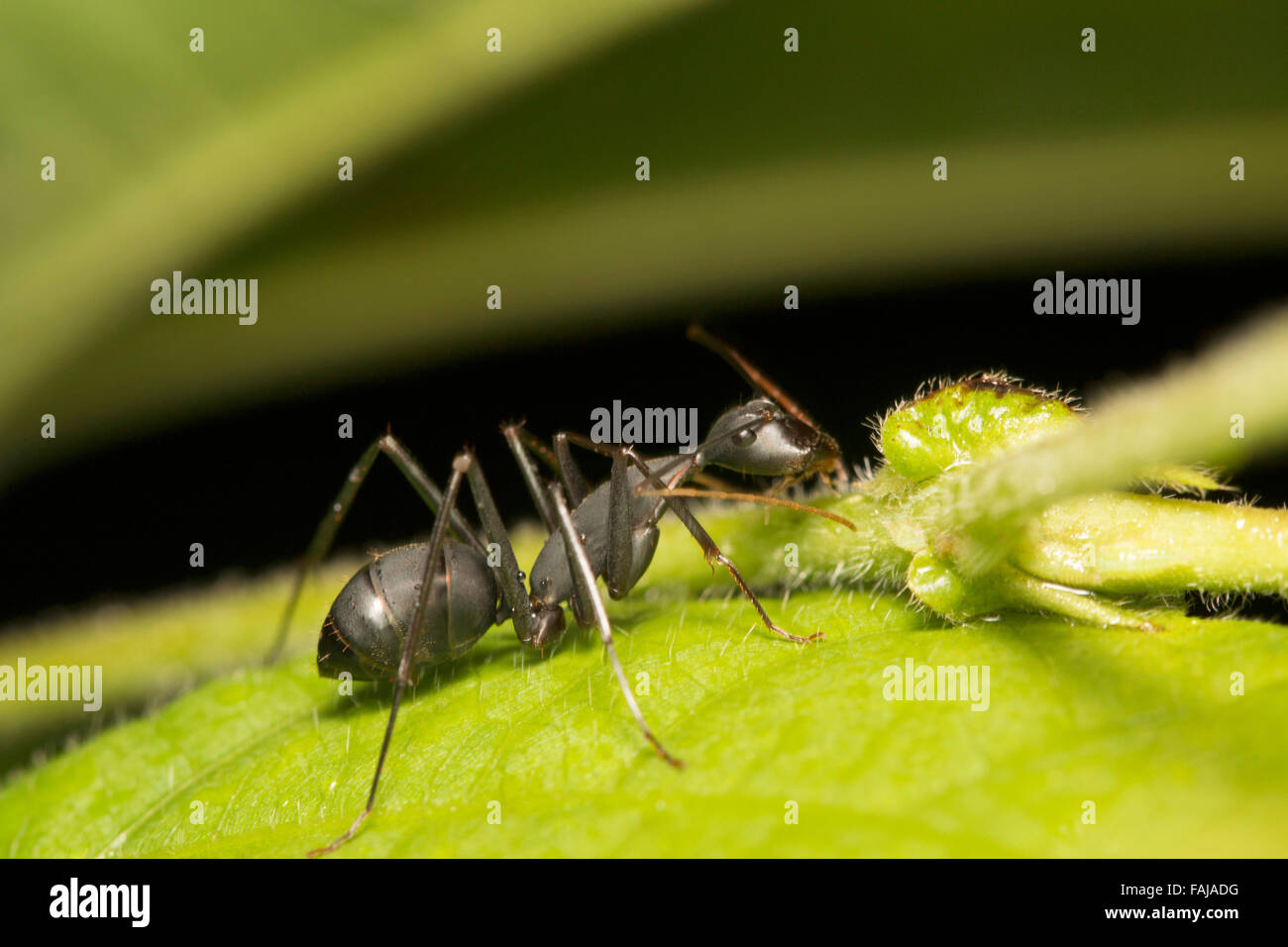 Ant, Aarey Milk Colony, Inde Banque D'Images