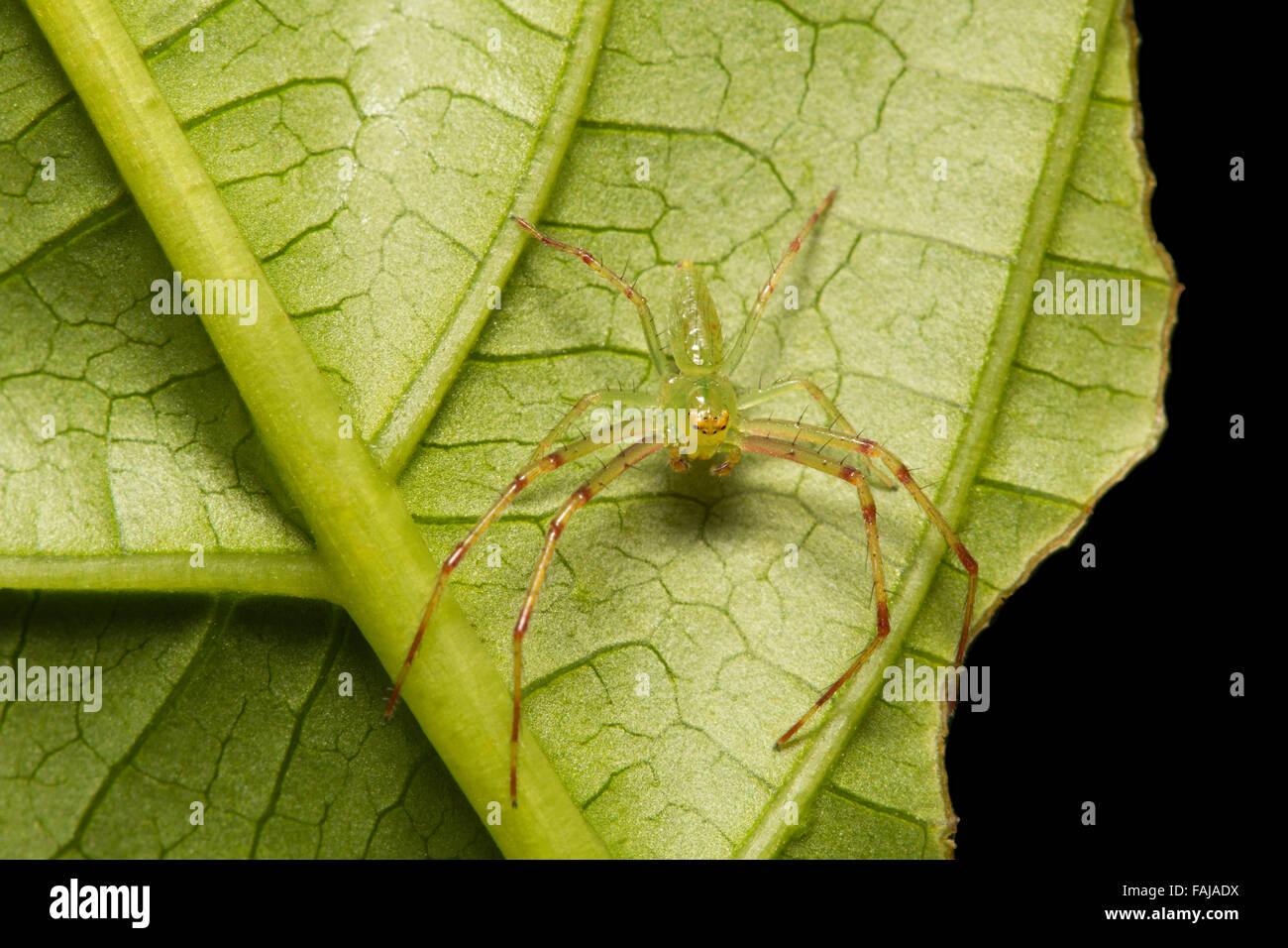 Araignée crabe Grass, Oxytate virens, Aarey Milk Colony, Inde Banque D'Images