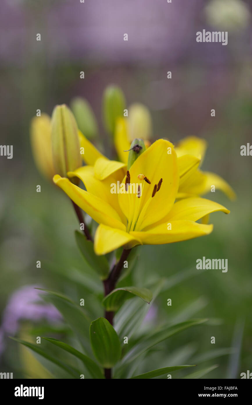 Fleur jaune vif avec un arrière-plan flou dans la campagne du cheshire  royaume-uni Photo Stock - Alamy