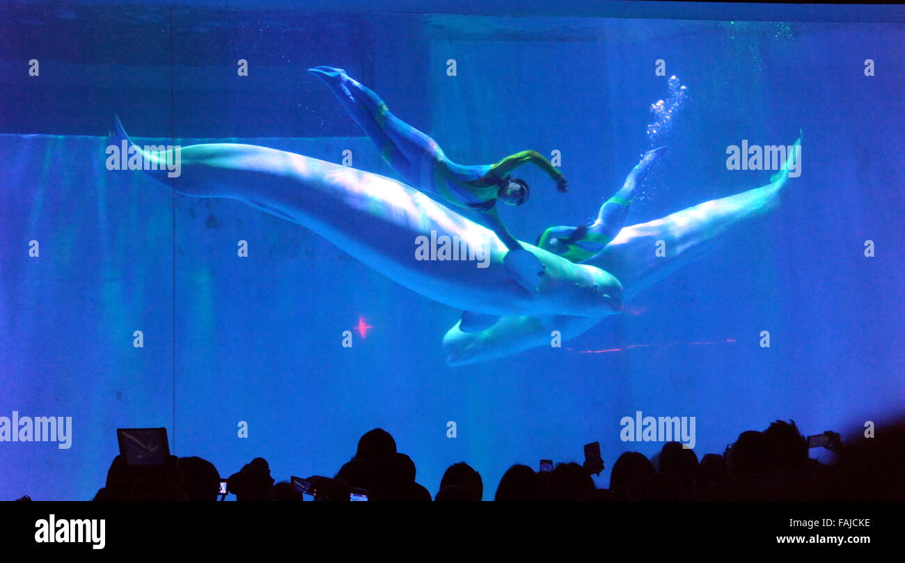 Harbin, Chine, province de Heilongjiang. 31 Dec, 2015. Les touristes voir les baleines blanches montrent à l'Aquarium polaire pour saluer la nouvelle année à venir à Harbin, capitale de la province du nord-est de la Chine, le 31 décembre 2015. Credit : Zhang Qingyun/Xinhua/Alamy Live News Banque D'Images