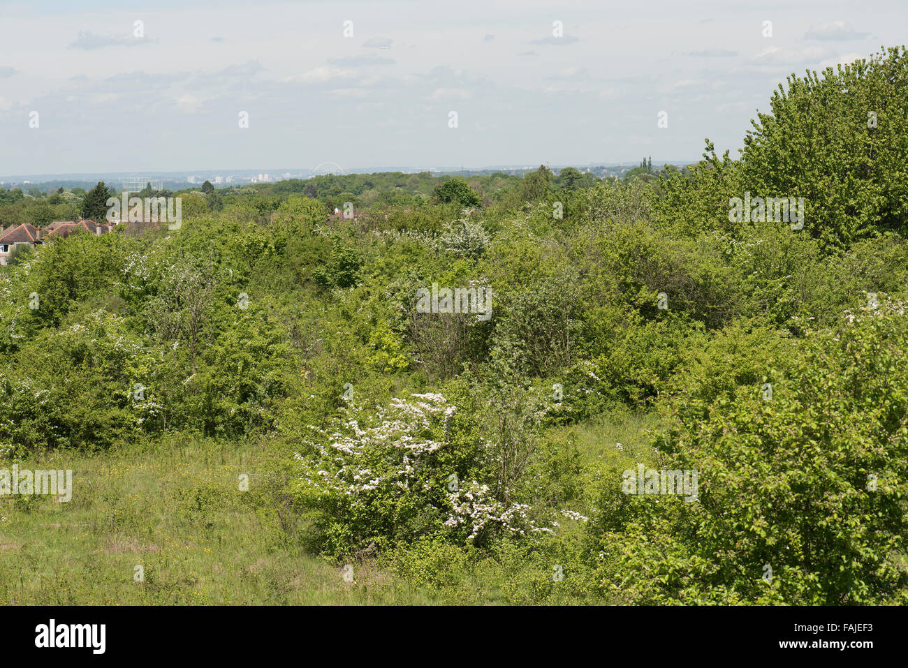 Avis de Howell Hill Nature réserver un site près de Chalk grassland Ewell, Surrey, UK. Banque D'Images