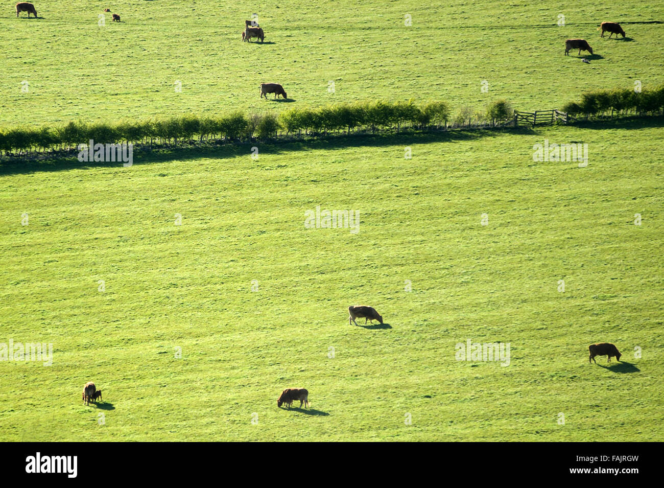 Vaches qui paissent dans les champs de Northumberland Banque D'Images