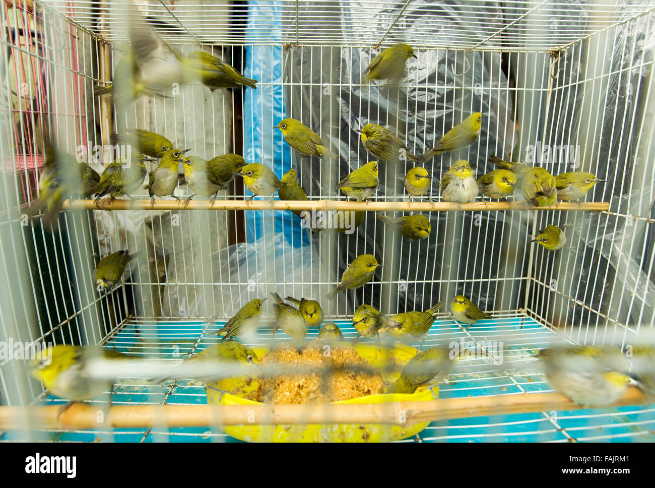 Oiseaux en cage à vendre Banque de photographies et d'images à haute  résolution - Alamy
