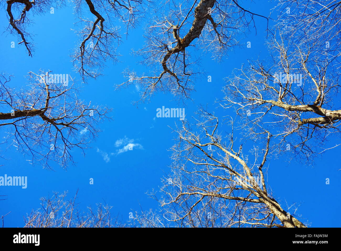 Branches d’arbres Banque D'Images