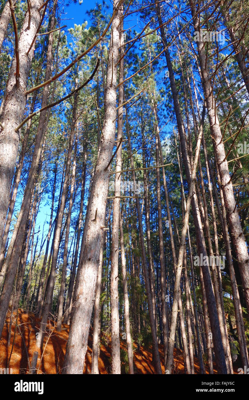 Arbres d'une forêt en Ontario, Canada Banque D'Images