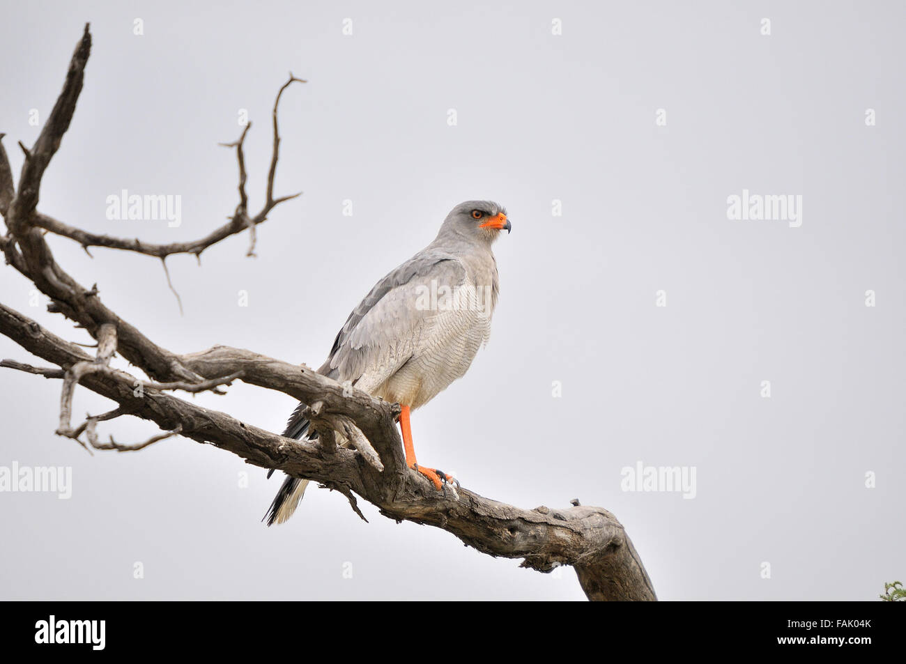 Le sud de l'Autour des palombes, chant pâle Melierax canorus, Kgalagadi Transfrontier Park, Afrique du Sud Banque D'Images