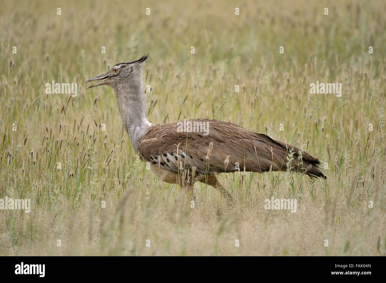 Outarde Kori dans le parc transfrontalier de Kgalagadi, Afrique du Sud. C'est le plus grand oiseau capable de voler Banque D'Images