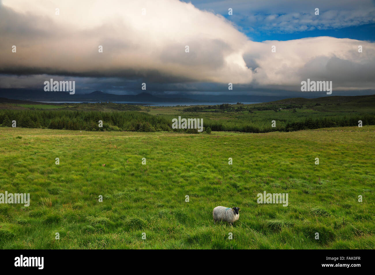 Vue sur la baie de Kenmare à partir de la R568 et Scottish Blackface au premier plan, Irlande Banque D'Images