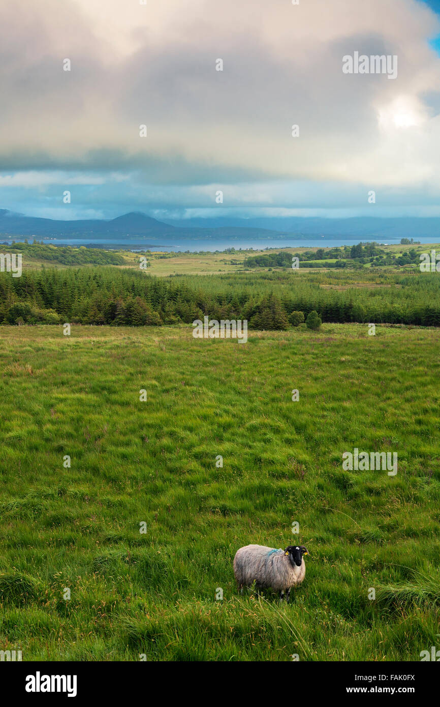 Vue sur la baie de Kenmare à partir de la R568 et Scottish Blackface au premier plan, Irlande Banque D'Images