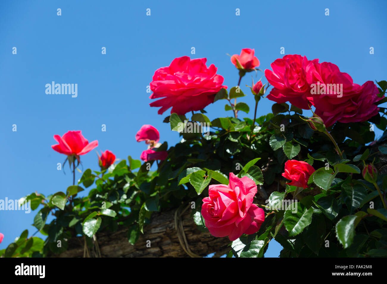 Plante à fleurs roses rouges au jardin de printemps Banque D'Images