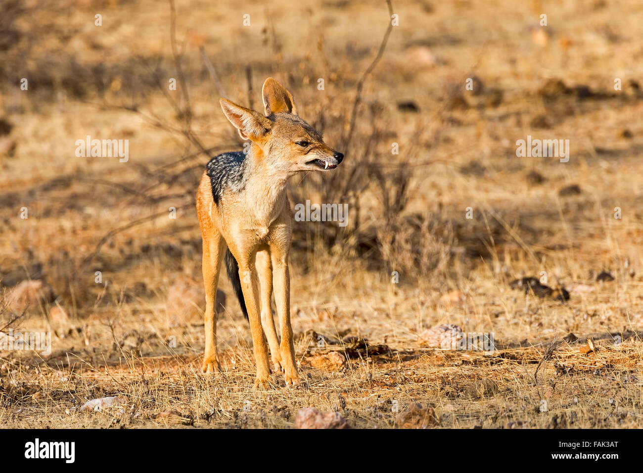 Le chacal à dos noir (Canis mesomelas) snarling, Samburu National Reserve, Kenya Banque D'Images