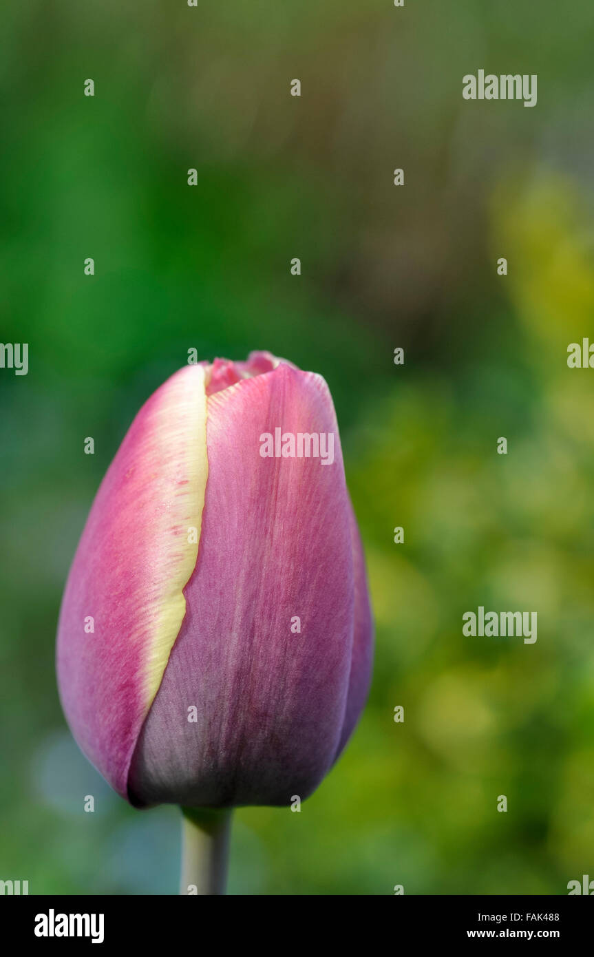 Seule rose doux annonce tulipe jaune vu en gros plan avec un fond vert. Banque D'Images