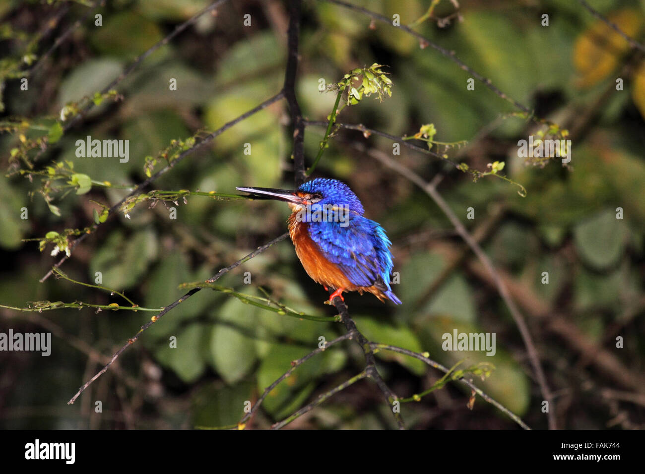 Blue eared kingfisher dans Sabah, Borneo Banque D'Images