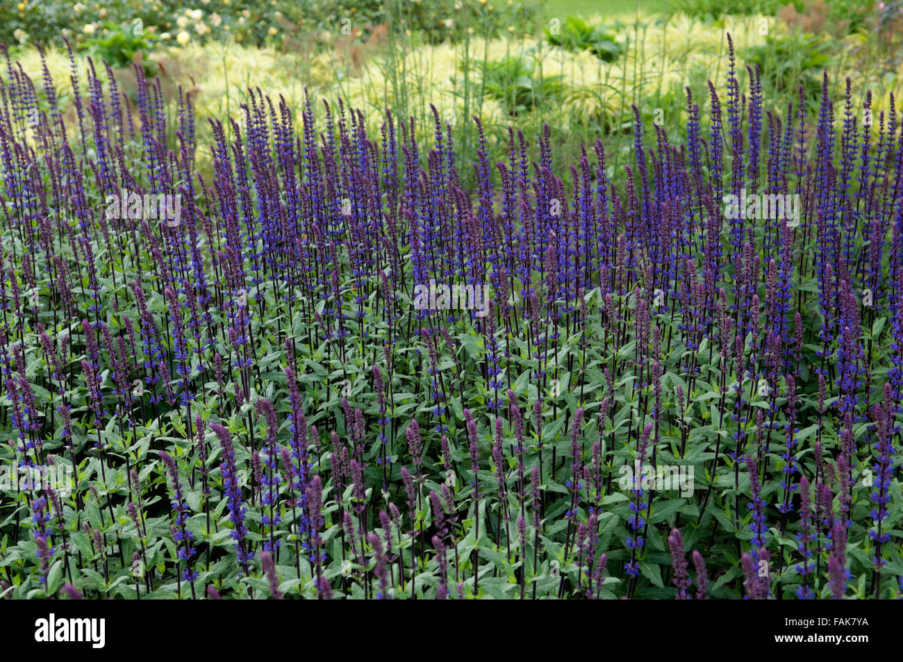 SALVIA NEMOROSA CARADONNA Banque D'Images