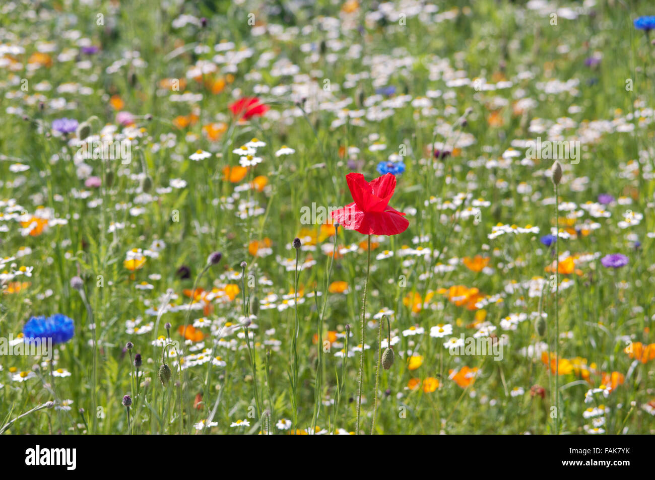 PAPAVER RHOEAS DANS WILD FLOWER MEADOW Banque D'Images