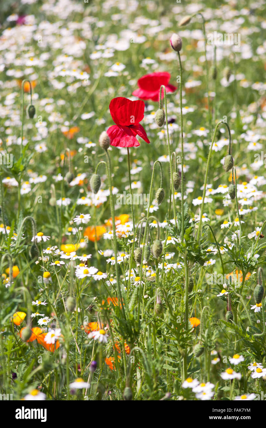 PAPAVER RHOEAS DANS WILD FLOWER MEADOW Banque D'Images