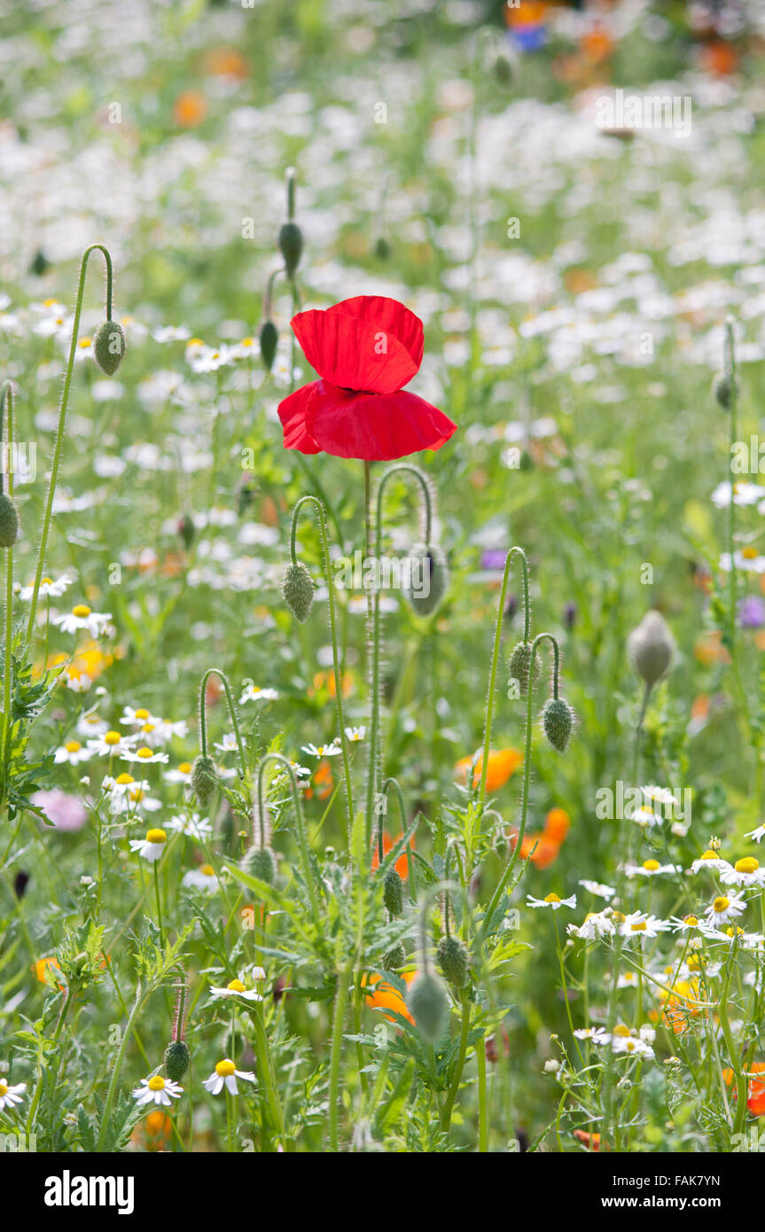 PAPAVER RHOEAS DANS WILD FLOWER MEADOW Banque D'Images