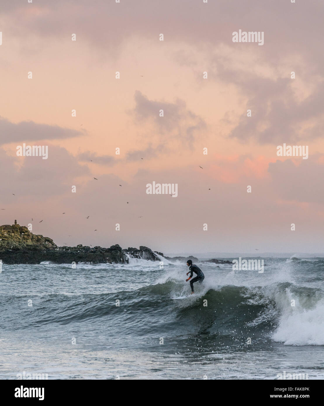 Mousehole, Cornwall, UK. Météo britannique. Le 31 décembre 2015. Surfers appréciant la queue du storm Frank, au coucher du soleil le soir du Nouvel an à Mousehole. Crédit : Simon Yates/Alamy Live News Banque D'Images