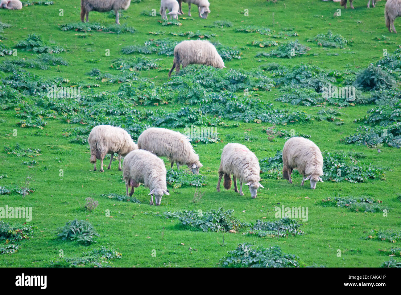 Troupeau de moutons dans un champ vert en Sardaigne Banque D'Images