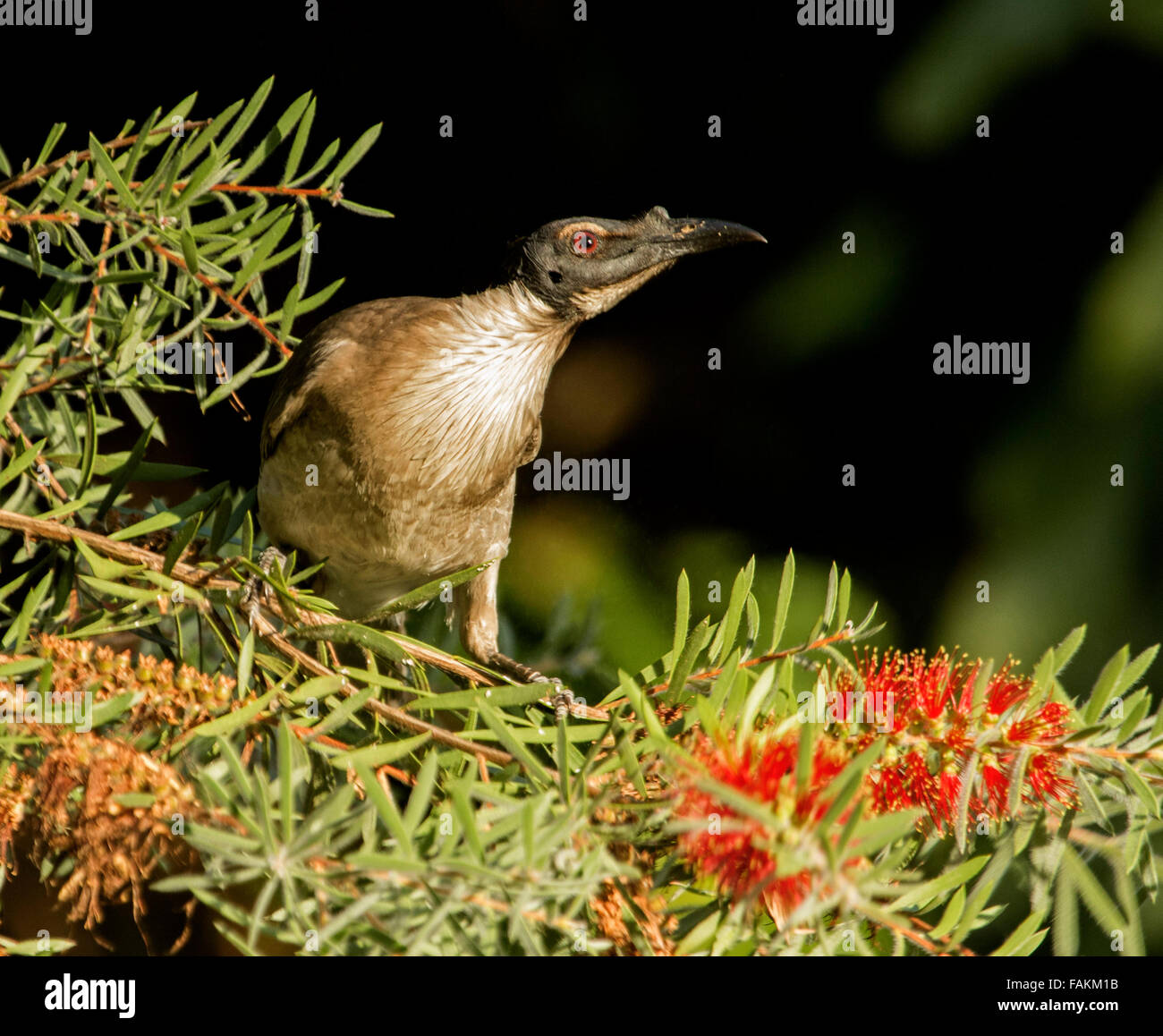 Friarbird bruyants, Philemon corniculatus méliphages, parmi les fleurs rouges et feuillage des arbres indigènes callistemon /ottlebrush dans Australian Garden Banque D'Images