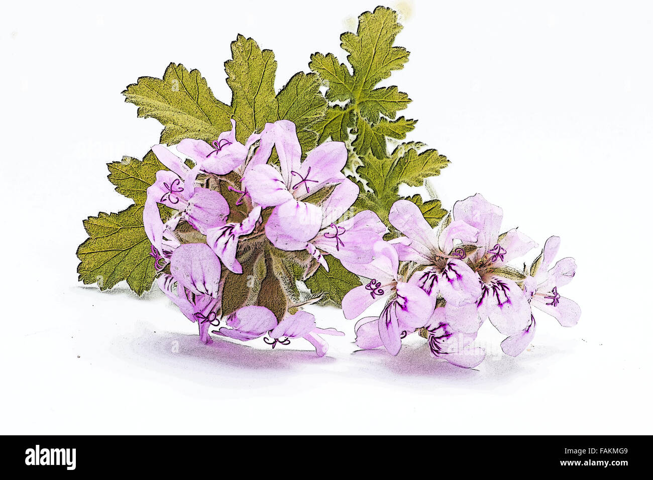Pelargonium graveolens 'lady plymouth' fleurs sur fond blanc Banque D'Images