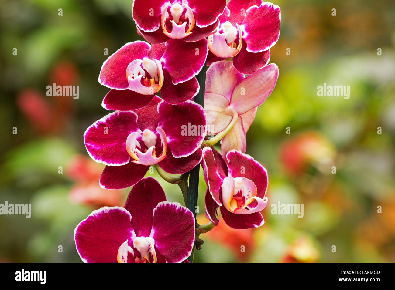 Orchidée Phalaenopsis fleur en rouge Banque D'Images