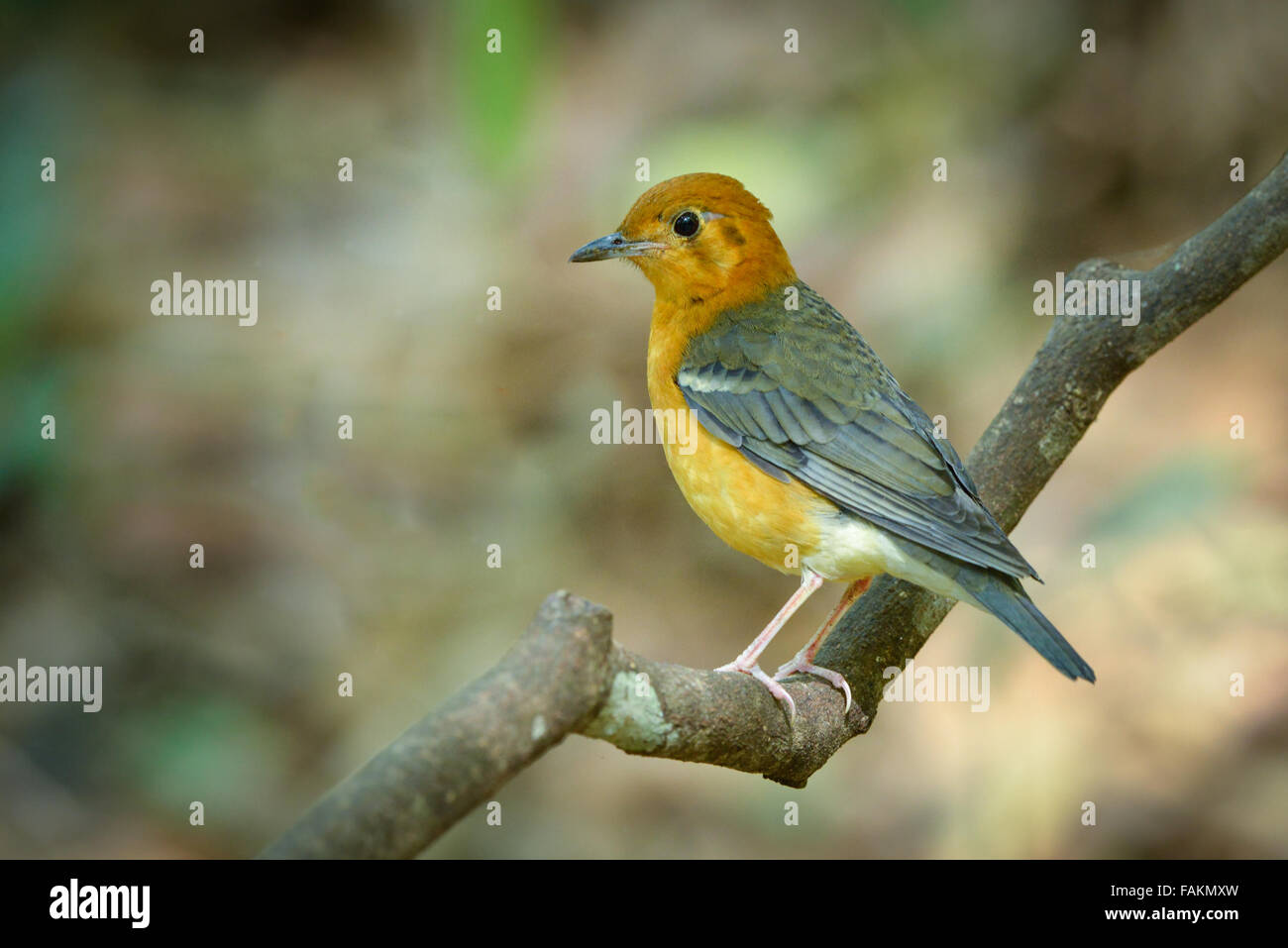 Grive à tête orange (Geokichla citrine) dans le parc national de Kaeng Krachan, Thaïlande. Banque D'Images