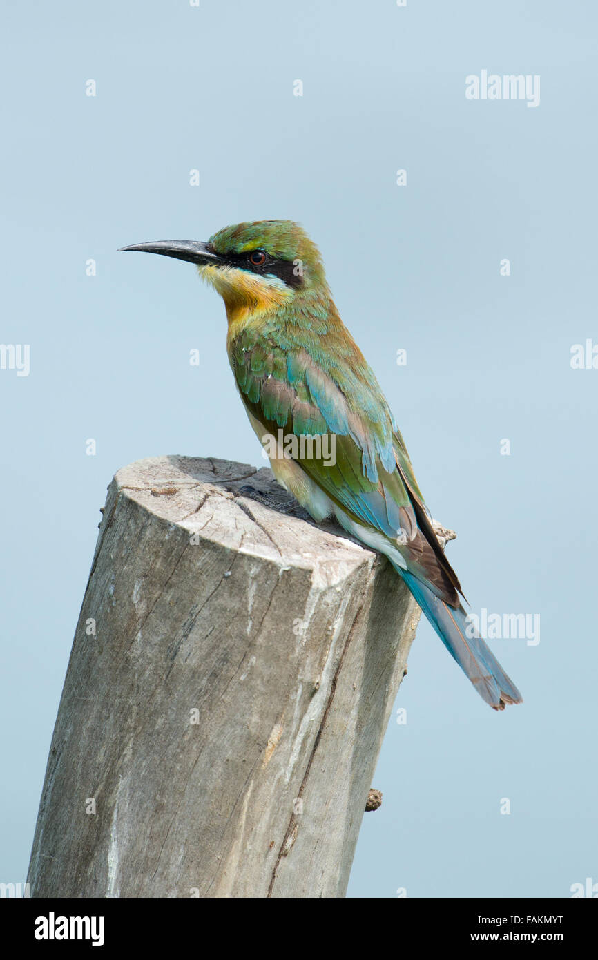 Les juvéniles à queue bleue Guêpier (Merops philippinus) est une espèce de passereau de la près de bee-eater famille Meropidae. Elle se reproduit dans les sou Banque D'Images