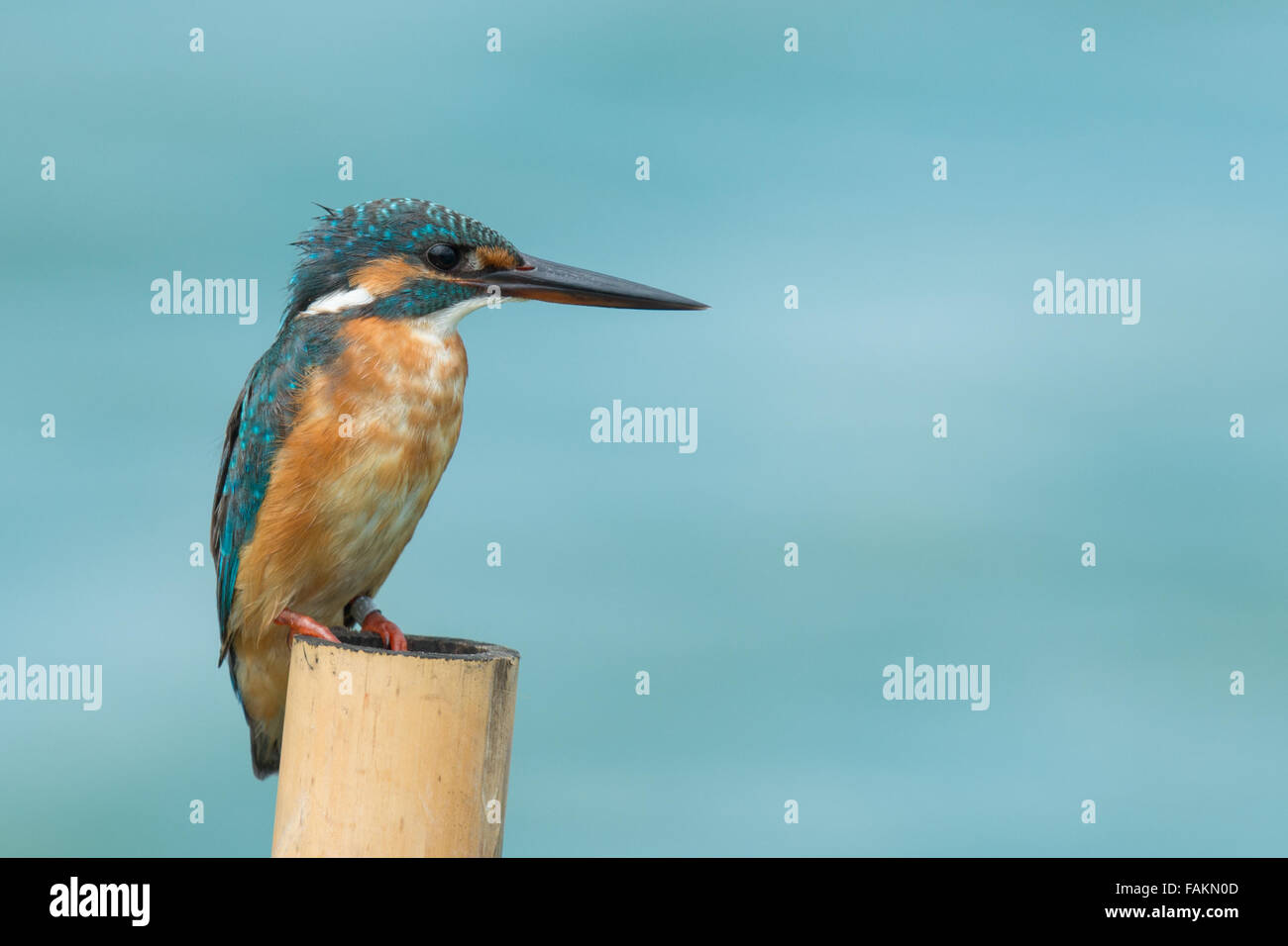 Kingfisher Alcedo atthis Common, dans, Petchaburi, Thaïlande, Banque D'Images