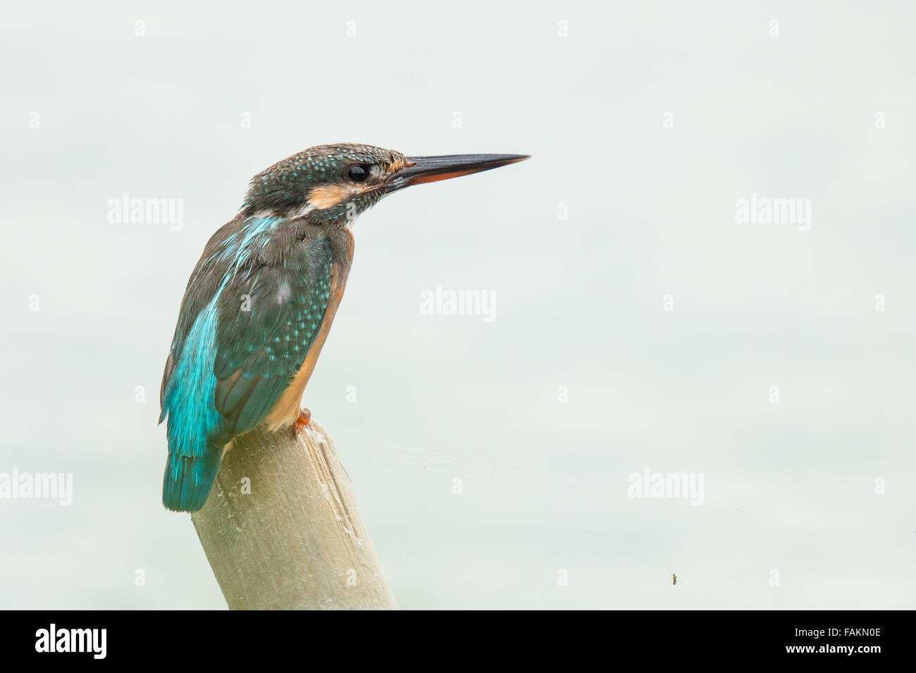 Kingfisher Alcedo atthis Common, dans, Petchaburi, Thaïlande, Banque D'Images