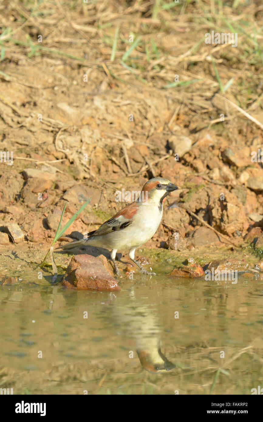 La plaine de secours moineau domestique (Passer flaveolus). Banque D'Images