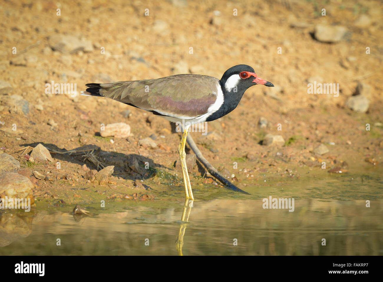 La réorganisation de sociable (Vanellus indicus) est un sociable ou grand pluvier, un échassier de la famille des Anatidés. Banque D'Images