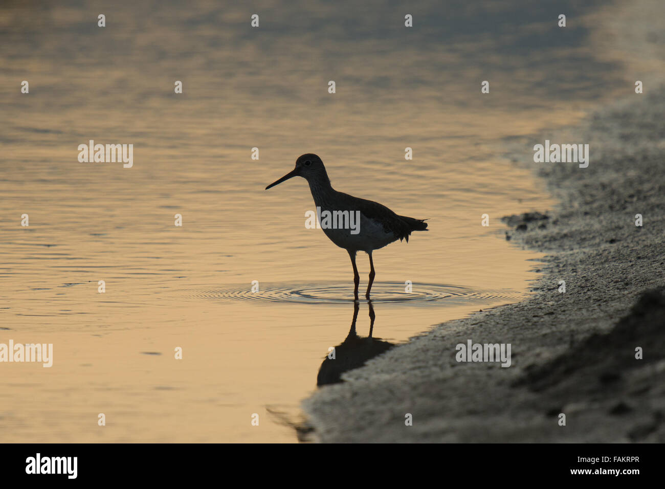 Marsh Sandpiper Tringa stagnatilis,, Laem Pak Bia, en Thaïlande. Banque D'Images