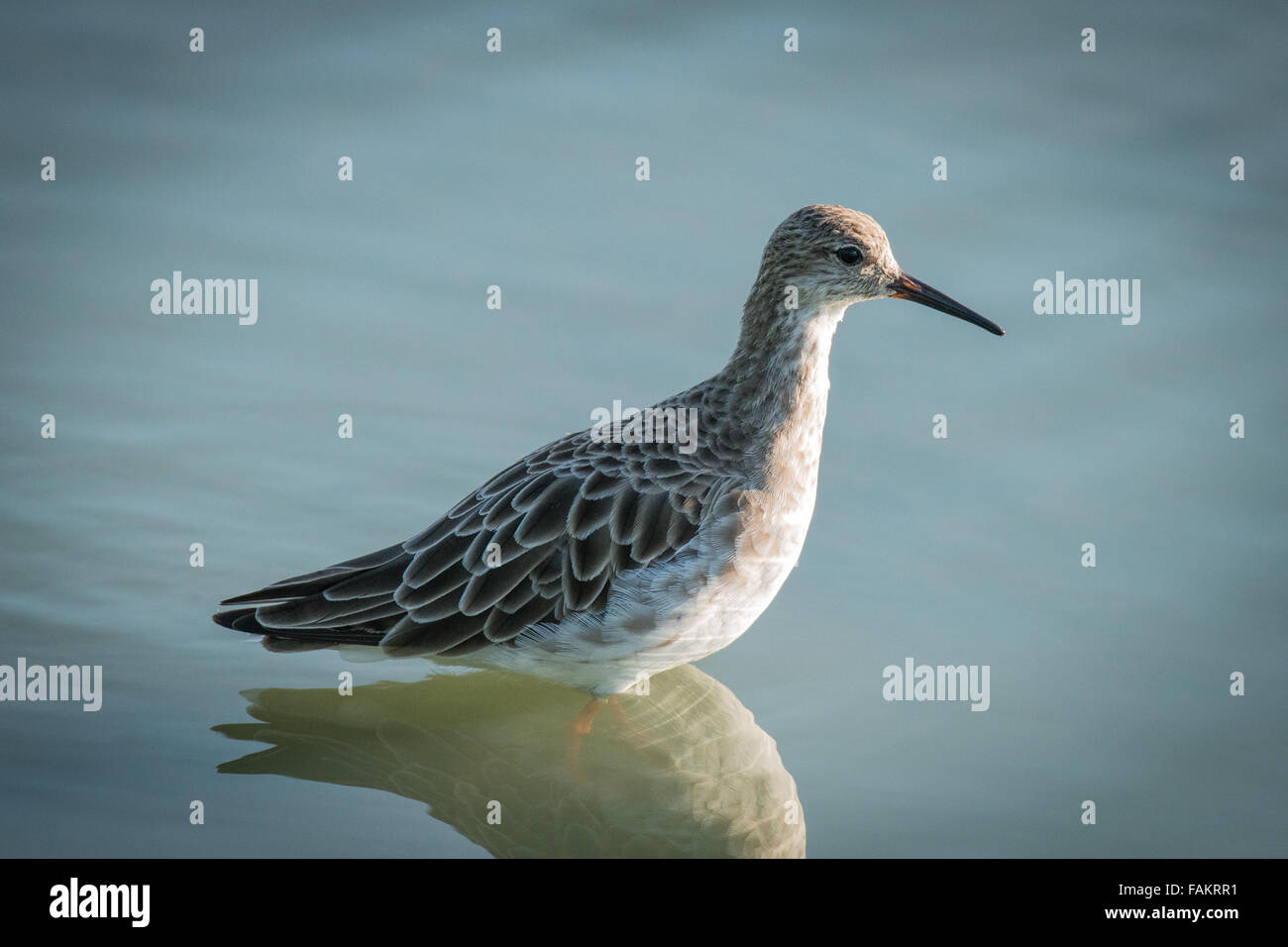 Marsh Sandpiper Tringa stagnatilis,, Laem Pak Bia, en Thaïlande. Banque D'Images