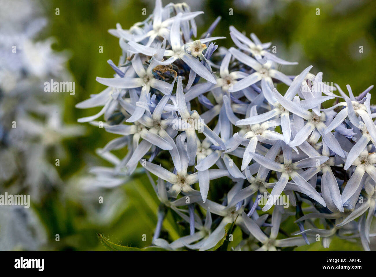 Amsonia hubrichtii Banque D'Images