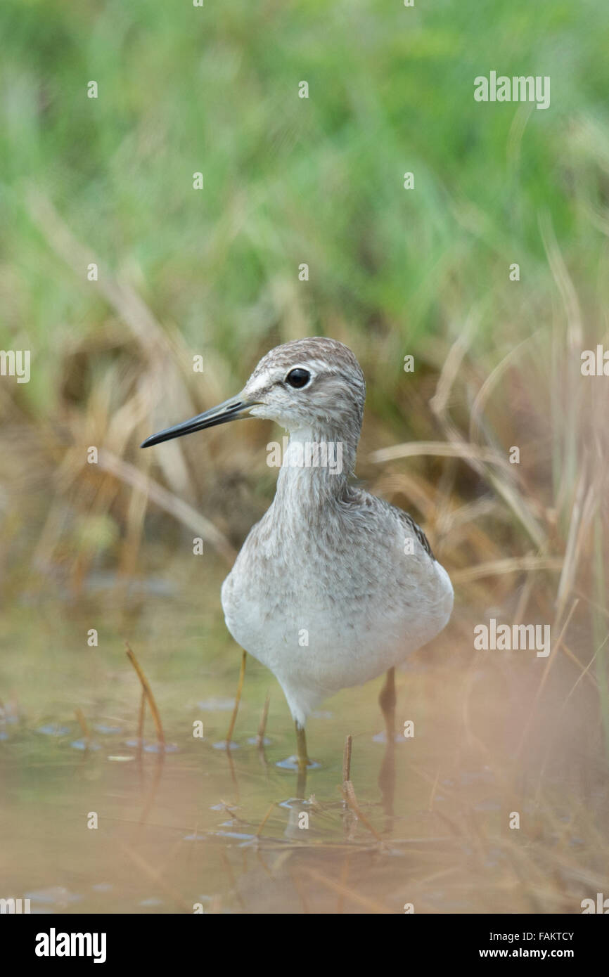 Marsh Sandpiper Tringa stagnatilis,, Laem Pak Bia, en Thaïlande. Banque D'Images