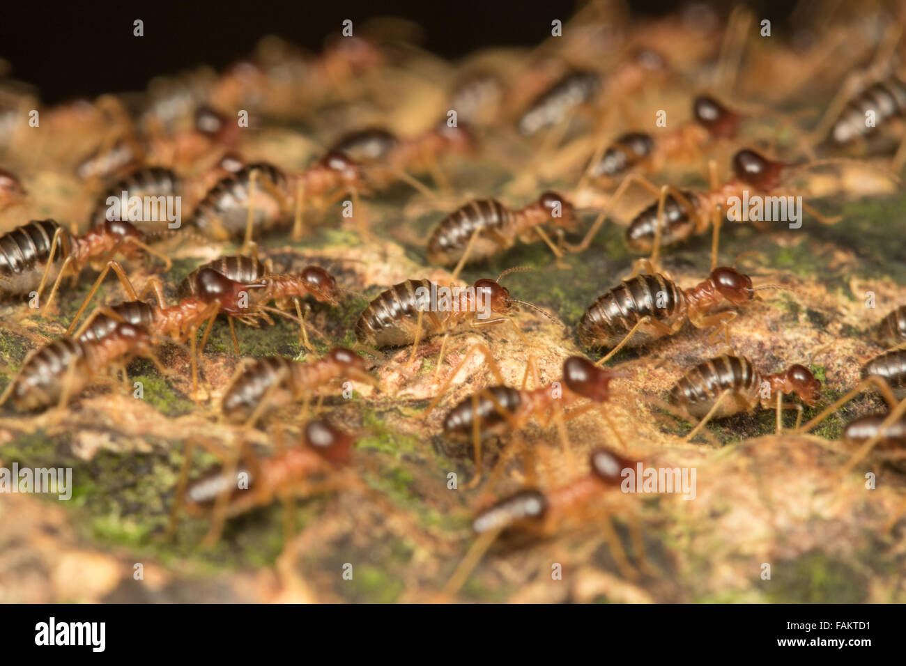 Termite Hospitalitermes Nasute (sp) dans le parc national de Kaeng Krachan, Thaïlande. Banque D'Images