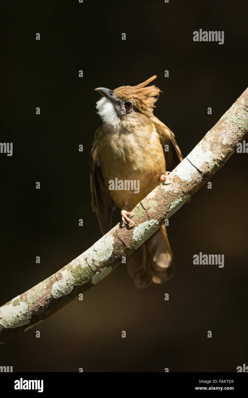 Bulbul Ochraceous (Alophoixus ochraceus) dans le parc national de Kaeng Krachan, Thaïlande. Banque D'Images