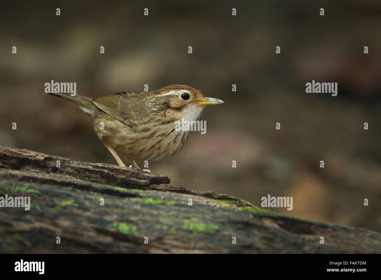 Puff-throated discoureur ( Pellorneum ruficeps) dans le parc national de Kaeng Krachan, Thaïlande. Banque D'Images