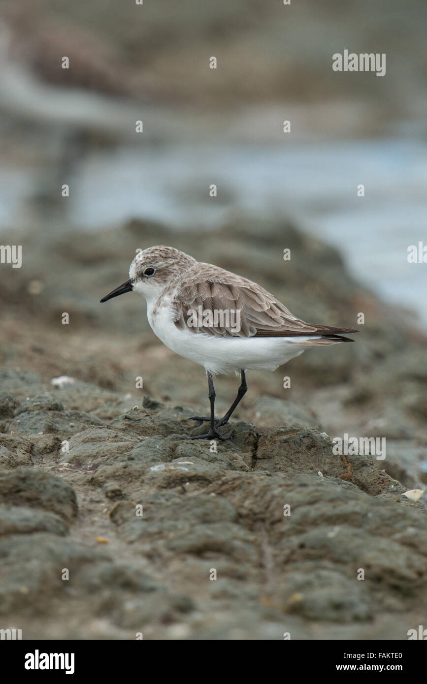Le red-necked relais (Calidris ruficollis) est un petit échassier migrateur. Pak Talay, Thaïlande. Banque D'Images