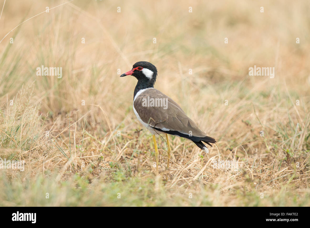 La réorganisation de sociable (Vanellus indicus) est un sociable ou grand pluvier, un échassier de la famille des Anatidés. Banque D'Images