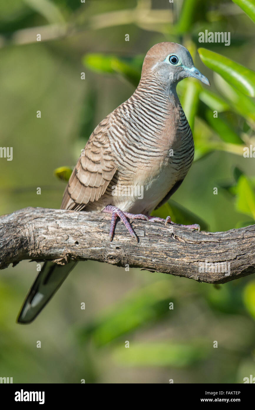 Le Zebra dove (Geopelia striata) également connu sous le nom de la colombe au sol, est un oiseau de la famille des Columbidés tourterelle, originaire d'Asie du Banque D'Images