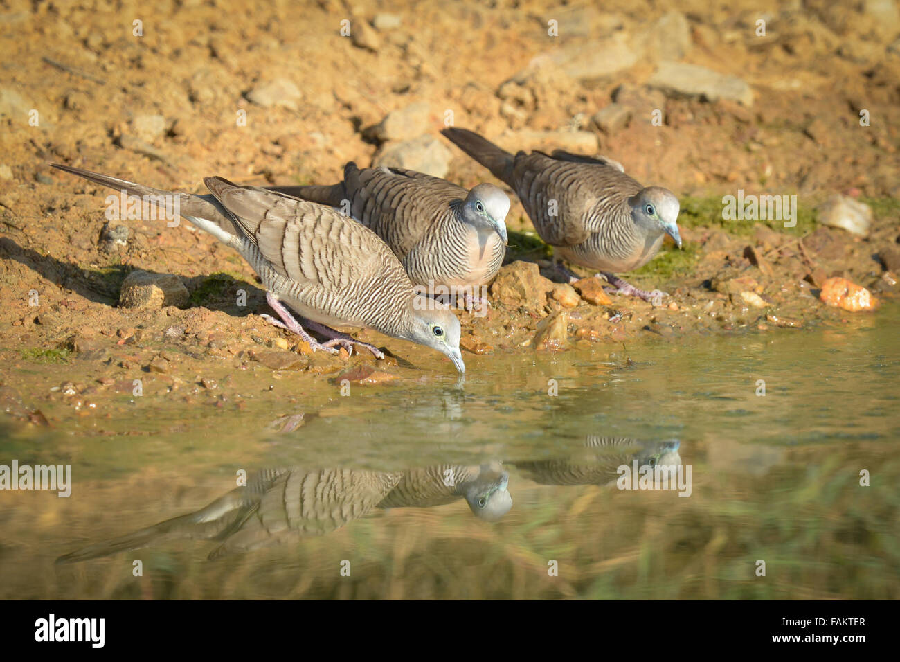 Le Zebra dove (Geopelia striata) également connu sous le nom de la colombe au sol, est un oiseau de la famille des Columbidés tourterelle, originaire de Thaïlande Banque D'Images