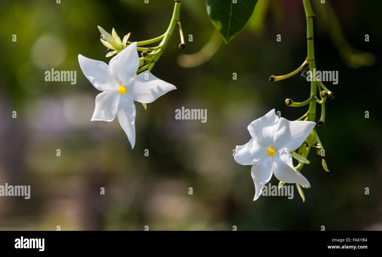 Deux orchidées blanches sont accrochés sur les branches dans le jardin. Banque D'Images