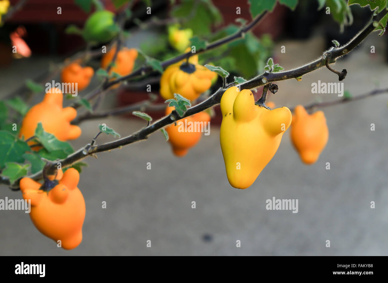 Le fruit ressemble à poupée sur la branche, leurs couleurs sont le jaune et orange. Banque D'Images