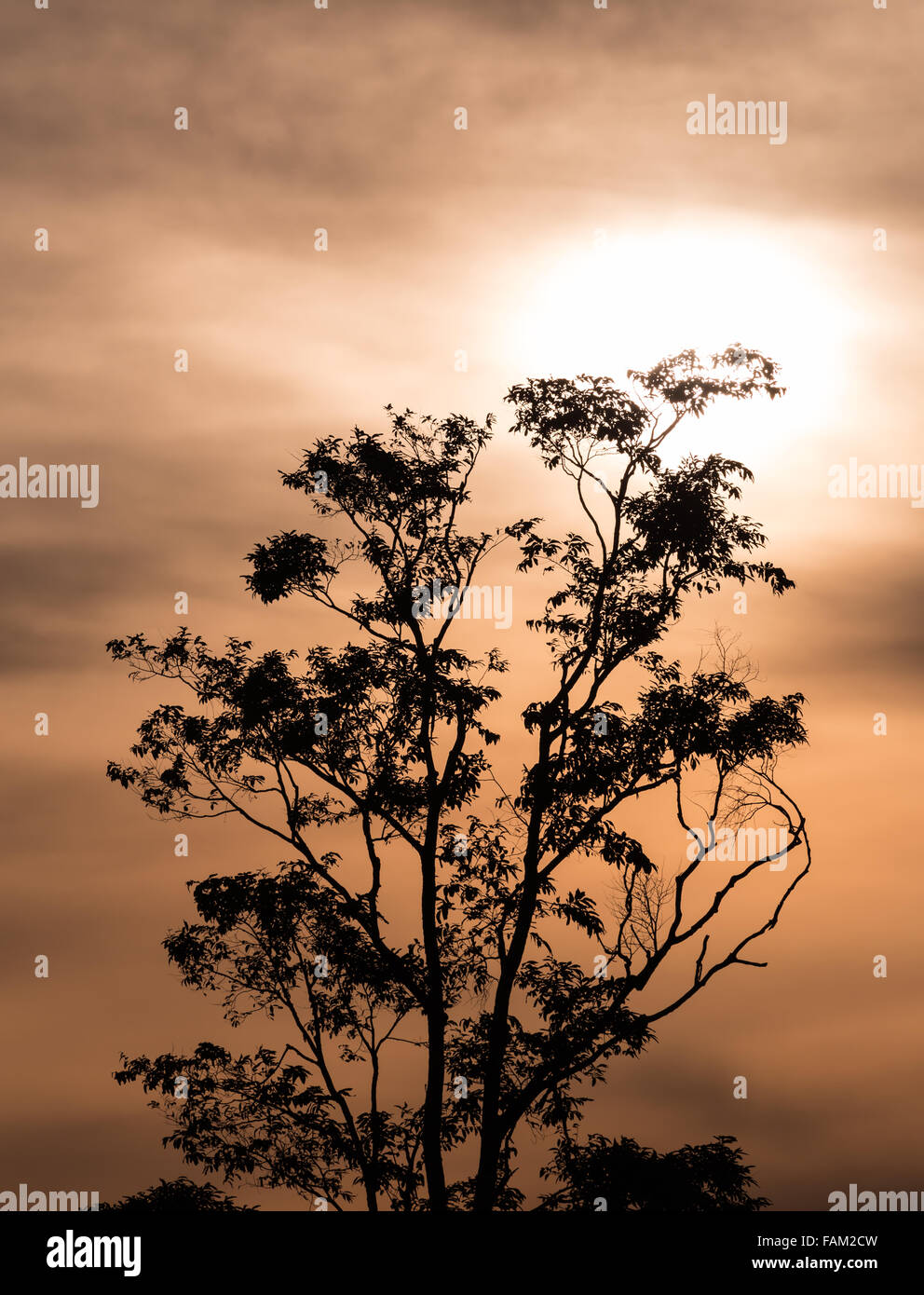 Silhouette d'arbre avec soleil et ciel orange comme l'arrière-plan Banque D'Images