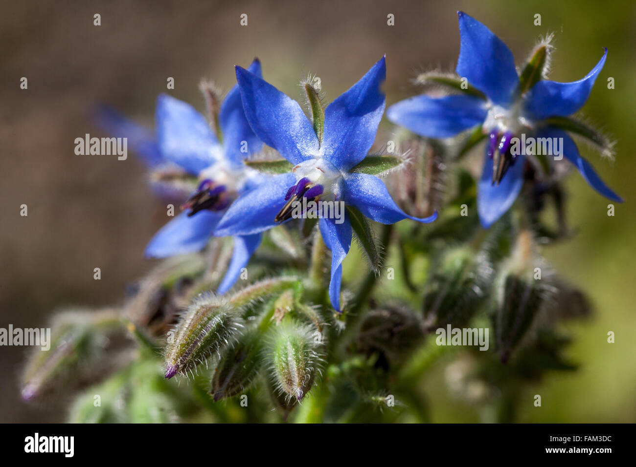 La bourrache, Borago officinalis Banque D'Images