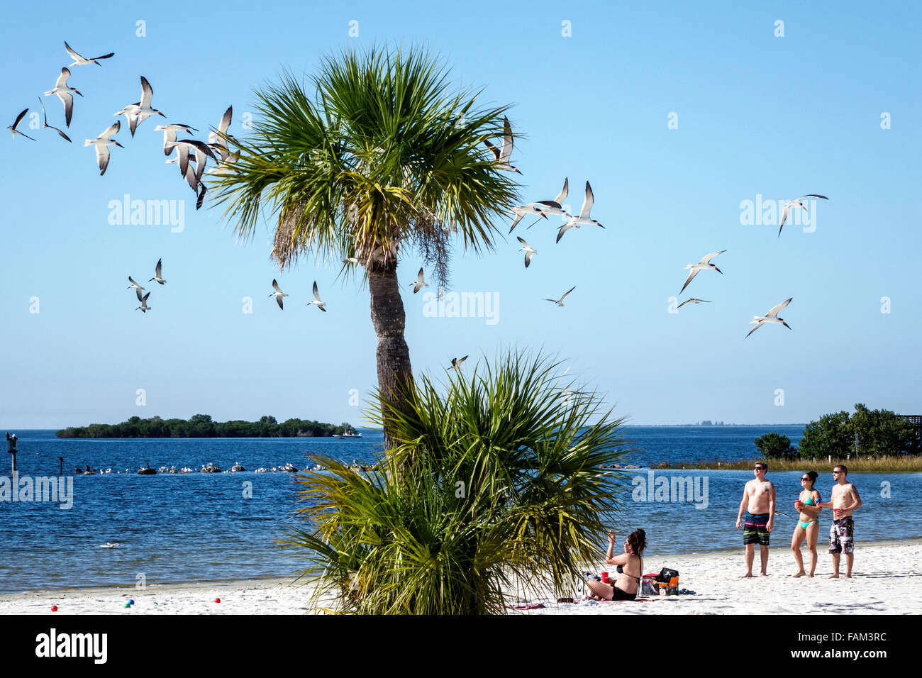 Florida Crystal River eau, fort Island Gulf Beach, Golfe du Mexique, public, sable, skimmer noir, Rynchops niger, mouettes de mer, ternes, troupeau, palmiers, visite Banque D'Images